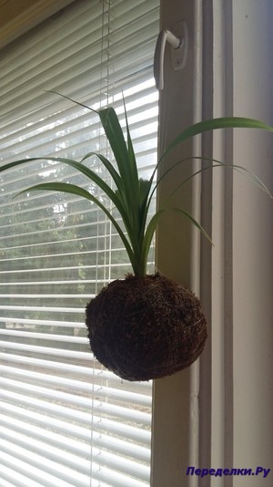 kokedama svoimi rukami 1